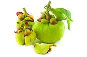 garcinia cambogia